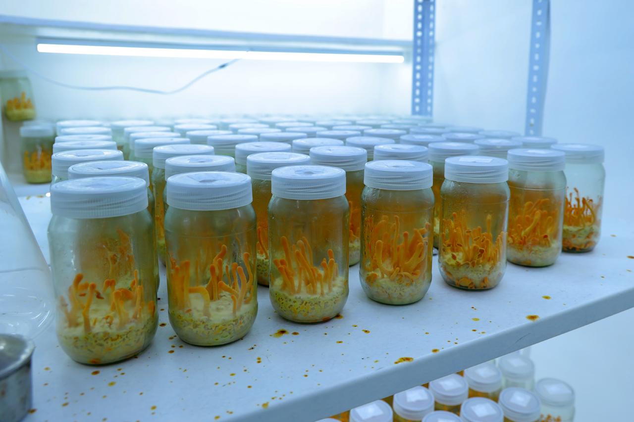 This apoptogenic superfood supports energy, endurance, and respiratory health. - Image 4