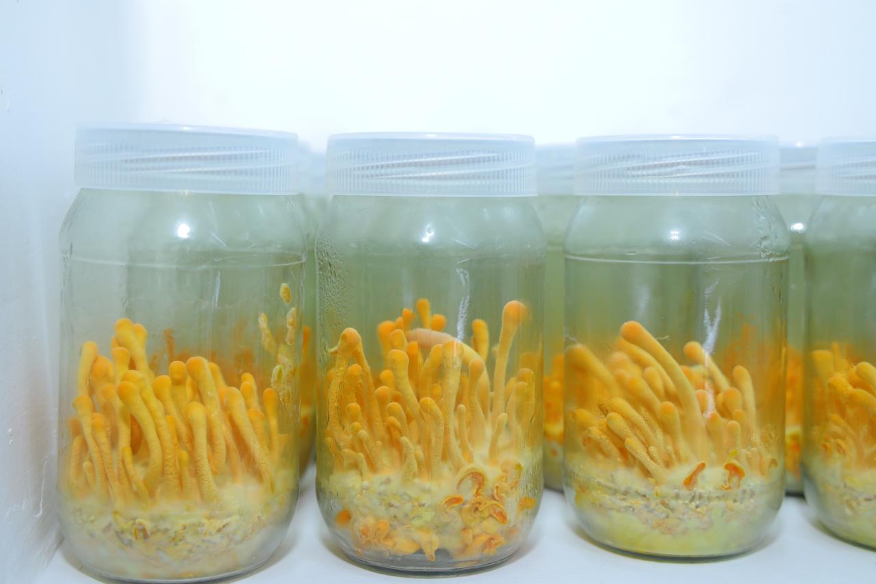 This apoptogenic superfood supports energy, endurance, and respiratory health. - Image 5